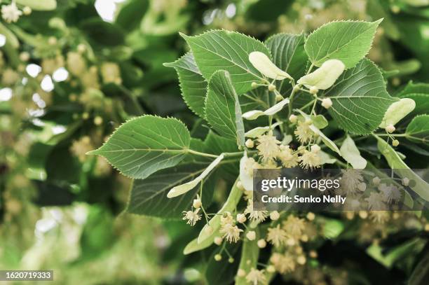 blooming linden branch close-up and copy space. linden tea background. - tila fotografías e imágenes de stock