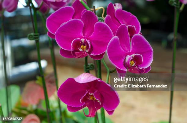 beautiful pink orchids in potted plant - moth orchid ストックフォトと画像