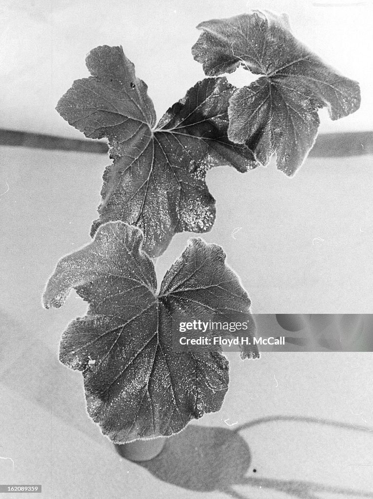 NOV 7 1969, NOV 11 1969, NOV 16 1969; Leaves of peppermint geranium, like some other members of the