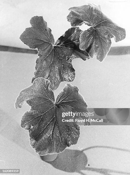 Leaves of peppermint geranium, like some other members of the geranium family, are steeped with other items for punch, tea, herb vingegar.;