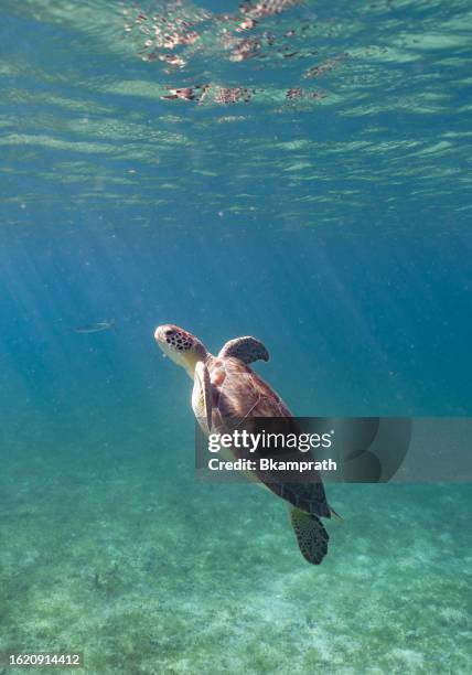 green sea turtle in the beautiful secluded salt pond beach on the tropical caribbean island of st. john in the us virgin islands - virgin islands stock pictures, royalty-free photos & images