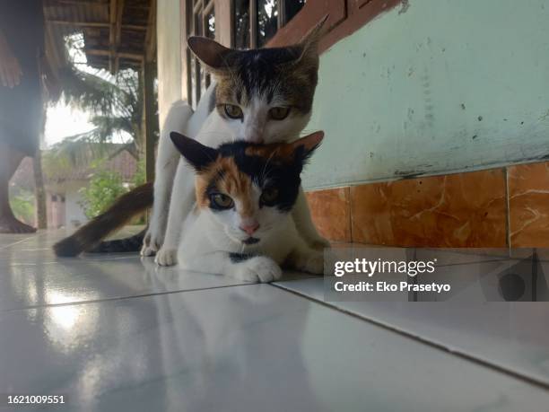 mating cat - cat mating stock pictures, royalty-free photos & images