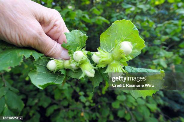 human hand holding branch with hazelnuts - hazel tree stock pictures, royalty-free photos & images