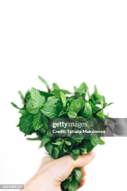 bouquet of mint in hand on white background, close-up. - menta verde foto e immagini stock
