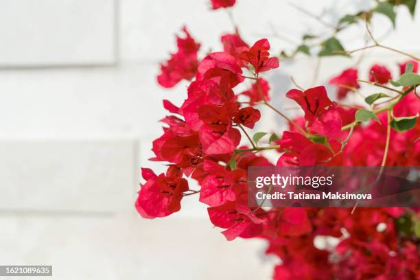 bright red flowers on white brick wall background, close-up. - buganville foto e immagini stock