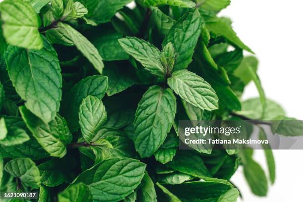 bouquet of mint on white background close-up. - mint stock pictures, royalty-free photos & images