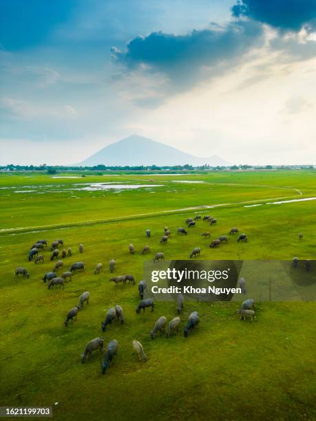 vista aérea de las verdes colinas y prados al atardecer en tay ninh, vietnam. búfalos pastando. cielo azul y nubes en el fondo - animales granja fotografías e imágenes de stock