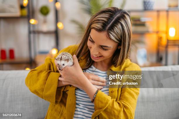 ソファでハリネズミと遊ぶ若い女性 - african pygmy hedgehog ストックフォトと画像