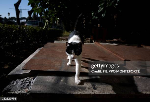 Contessina, one of Pope Benedict XVI's cats poses on February 19, 2013 for a photograph at the convent of Mater Ecclesiae inside the Vatican City...