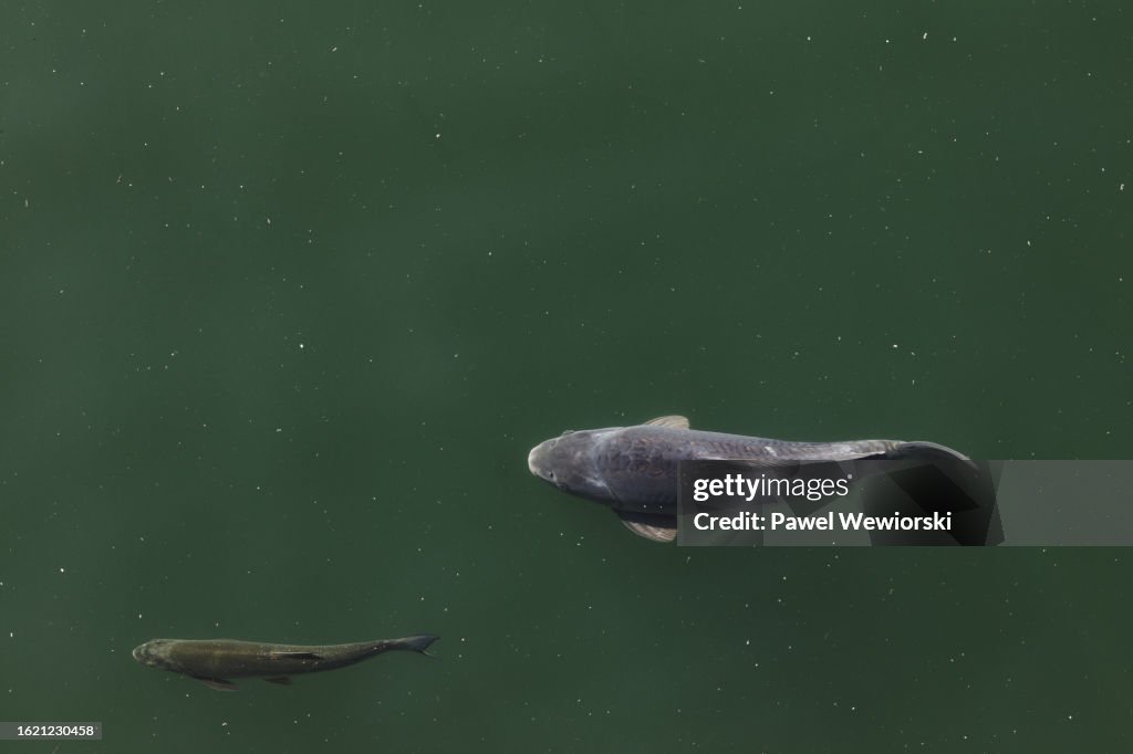 Carp nad chub swimming under water surface