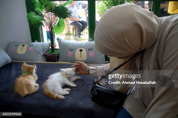 Palestinian girl plays with a cat in the first cat cafe 'Meow Cat Café' on August 17, 2023 in Gaza City, Gaza. Meow Cat Cafe's guests will be able to...