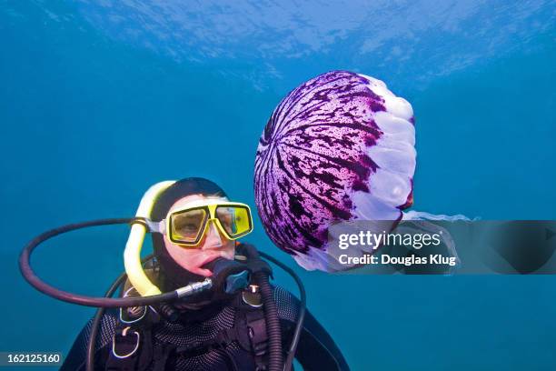 jellyfish - channel islands national park stock pictures, royalty-free photos & images