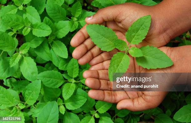 holy basil - tulsi stock pictures, royalty-free photos & images