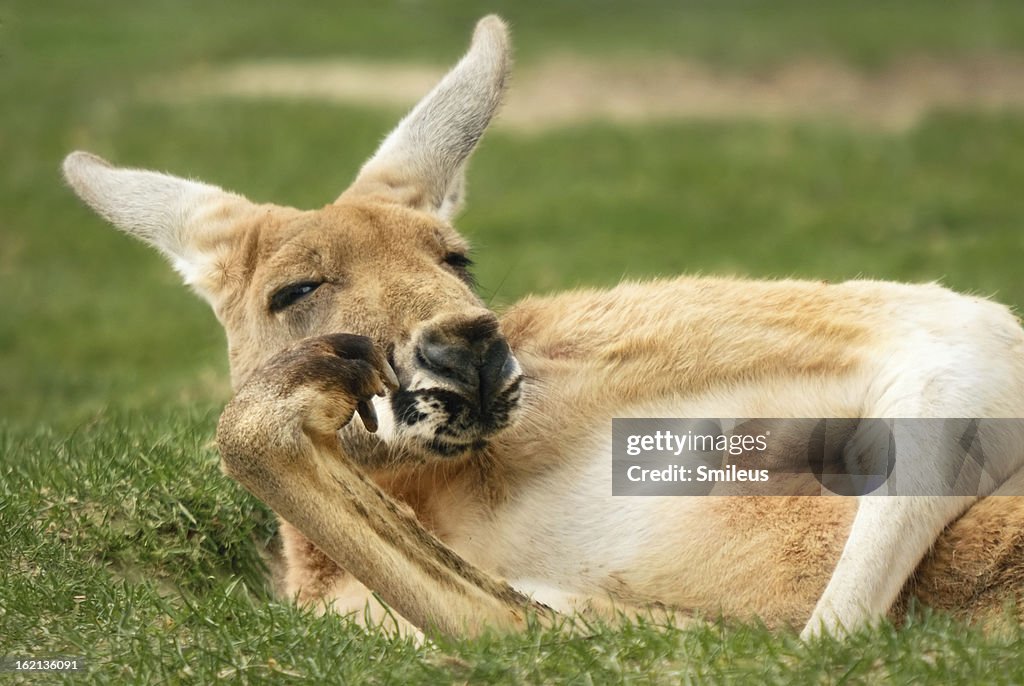 Kangaroo posing very much like a human