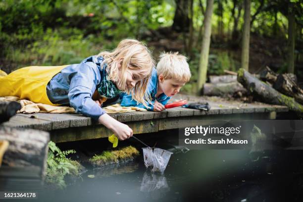 two brothers pond dipping at forest school - children playing outside stock pictures, royalty-free photos & images