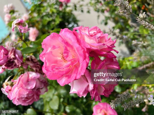 rose flower in bloom in summer - rose bush stock pictures, royalty-free photos & images