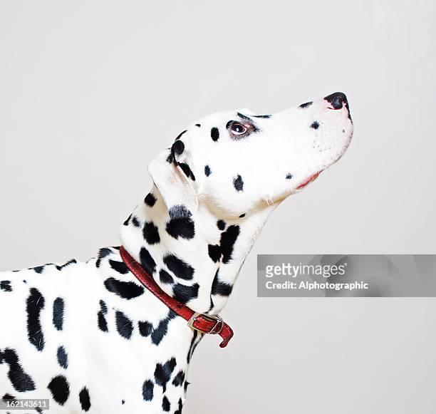 dalmatian looking up - dalmatian bildbanksfoton och bilder