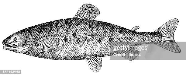 atlantic salmon (salmo salar), antique black and white illustration - white salmon stock illustrations