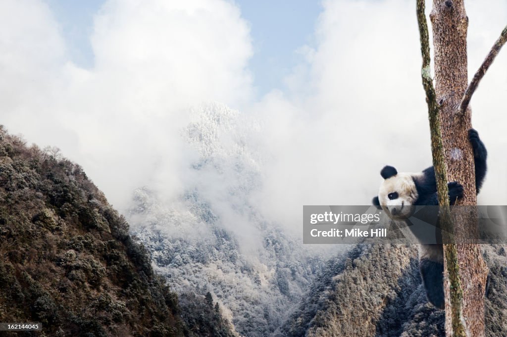 Giant panda climbing a tree