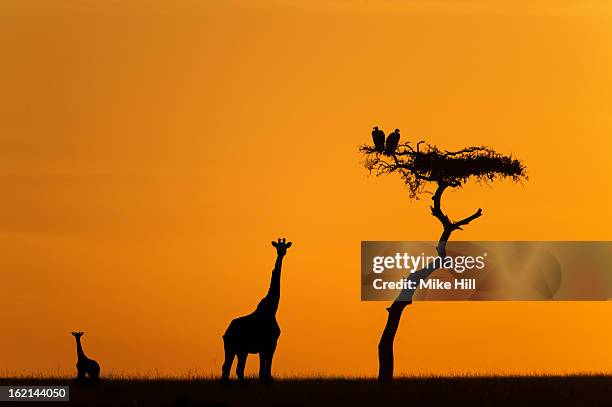 female giraffe with baby at sunrise - baby vulture stock pictures, royalty-free photos & images