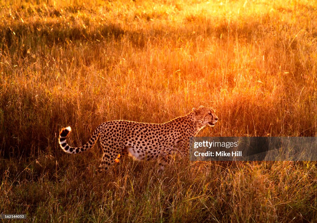 Cheetah in the grass at sunrise