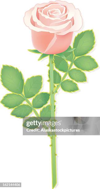 light pink rose with leafs. - smelling roses stock illustrations
