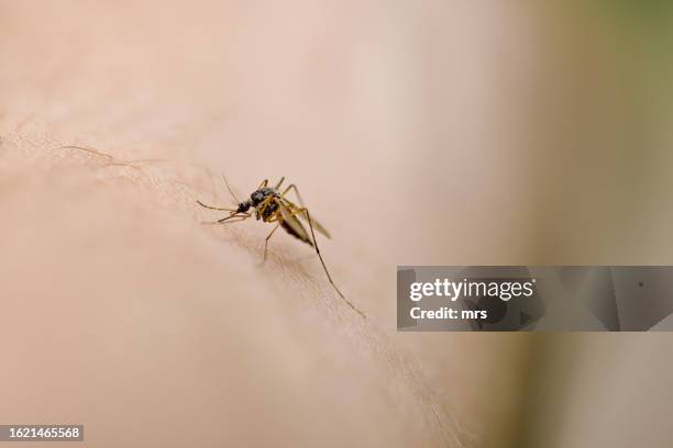 biting mosquito - morder imagens e fotografias de stock