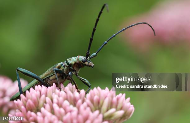 a large musk beetle, aromia moschata, displaying on hemp agrimony plant, eupatorium cannabinum, in woodland. - escarabajo-de-cuerno-largo fotografías e imágenes de stock