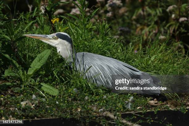 a grey heron (ardea cinerea)resting on the bank at the edge of a lake. - heron stock pictures, royalty-free photos & images