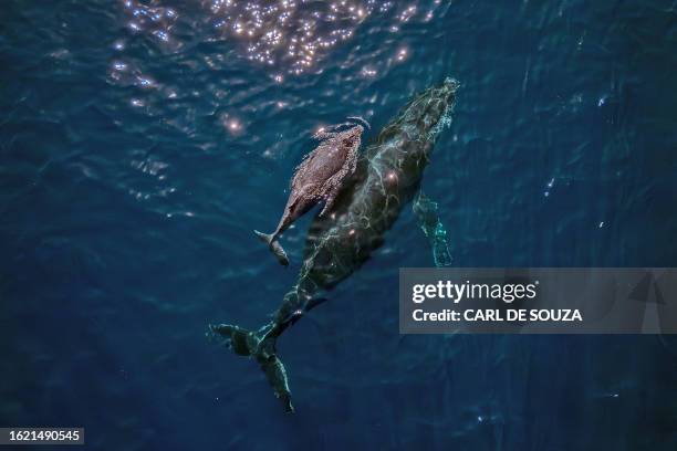 Mother humpback whale and calf are seen on the coast of Vitoria, Espirito Santo state, Brazil on August 22, 2023.