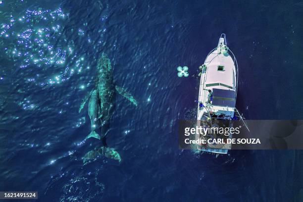 Mother humpback whale and calf are seen next to a boat used by scientists from Jubarte Lab to monitor them on the coast of Vitoria, Espirito Santo...