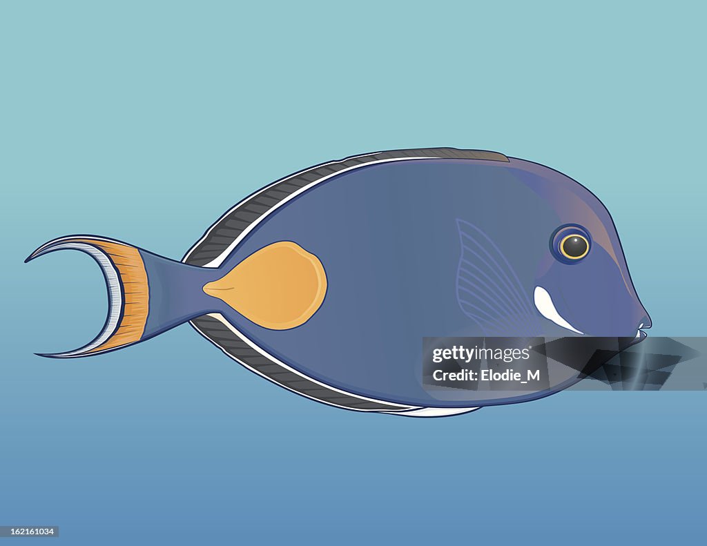 Achilles Tang fish / Fish Red-tailed Surgeon