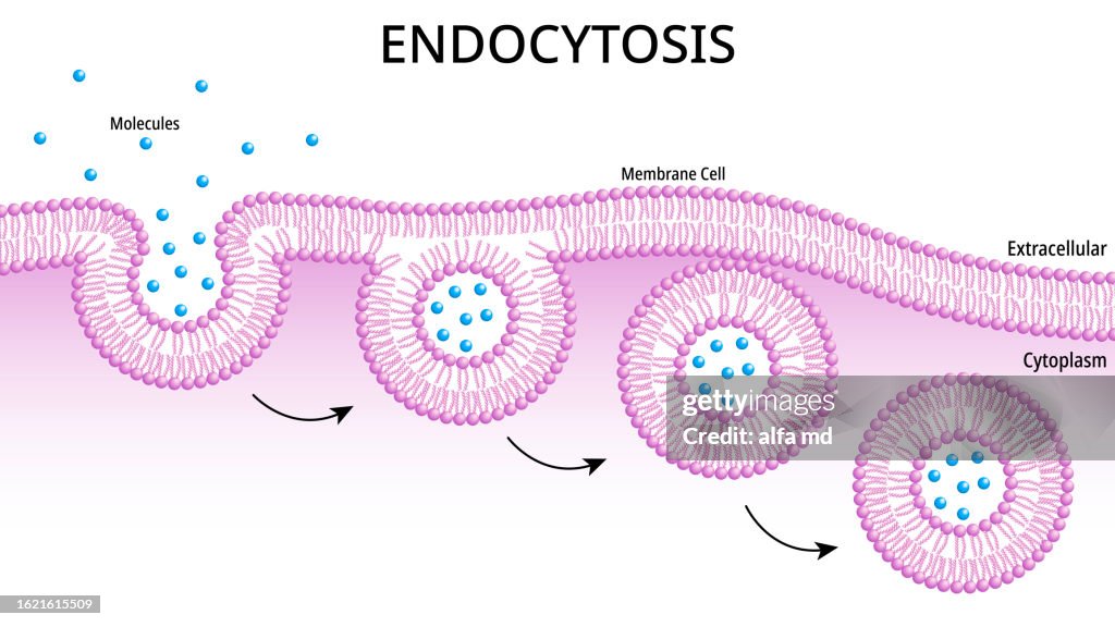 Endocytosis Process Cells Absorb External Material Molecule By ...