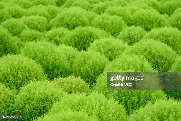 Kochia Scoparia Field Photos And Premium High Res Pictures Getty Images kochia-scoparia-field-photos-and-premium-high-res-pictures-getty-images