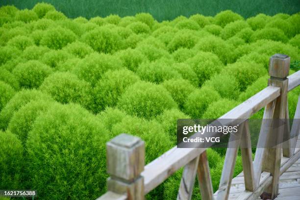 Kochia Scoparia Field Photos And Premium High Res Pictures Getty Images kochia-scoparia-field-photos-and-premium-high-res-pictures-getty-images