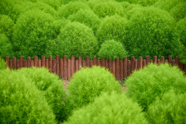 CHN: Tourists Enjoy Kochia Scoparia In Beijing