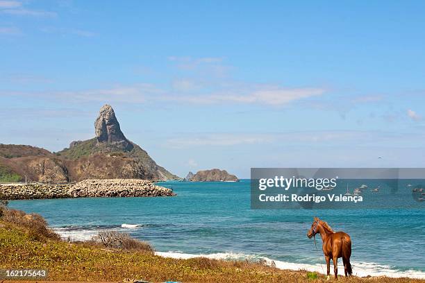 cavalo marinho - cavalo stock pictures, royalty-free photos & images