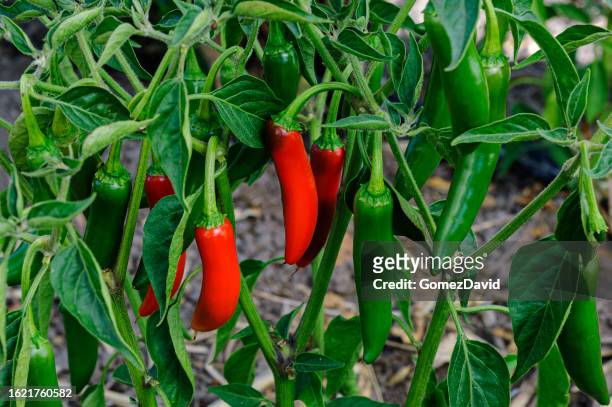 nahaufnahme der jalapeno chili peppers ripening auf plant - green chili pepper stock-fotos und bilder