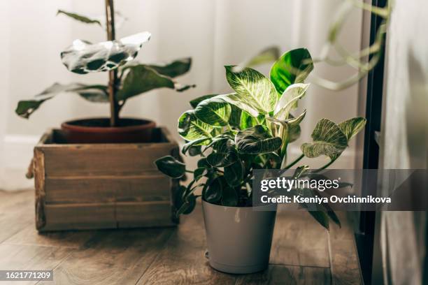 different beautiful indoor plants in room. house decoration - areca palm tree stock pictures, royalty-free photos & images