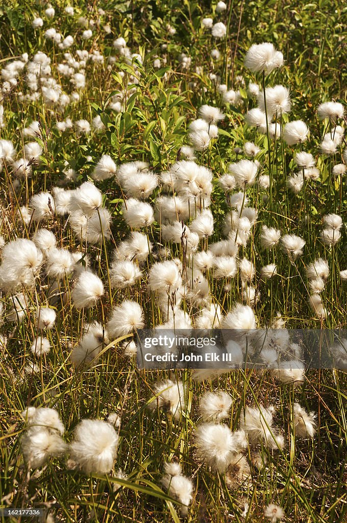Arctic beargrass