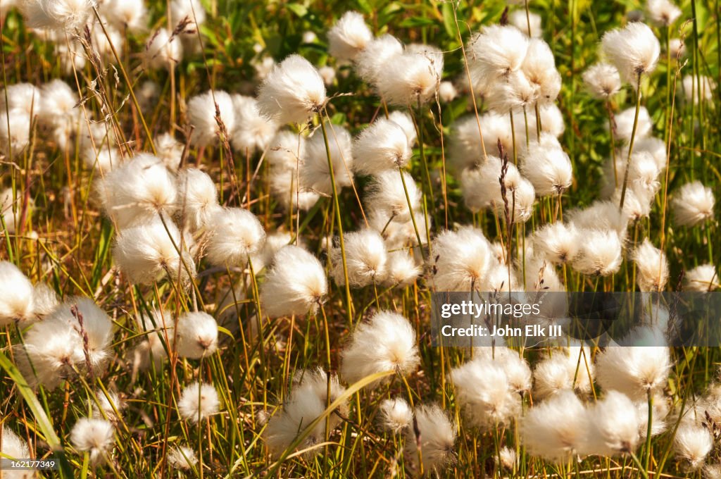 Arctic beargrass
