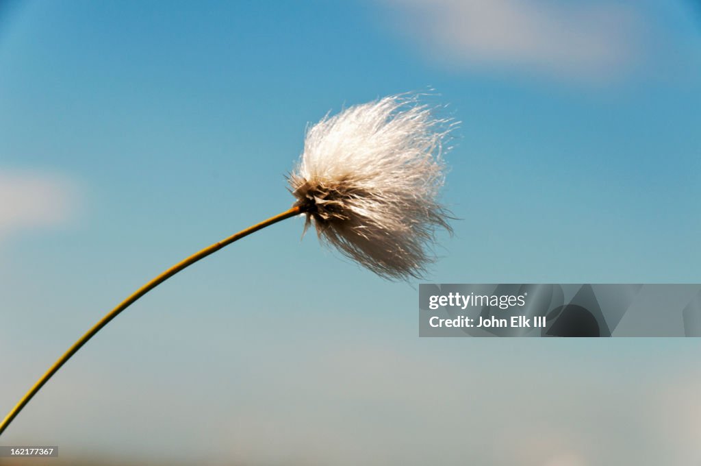 Arctic beargrass