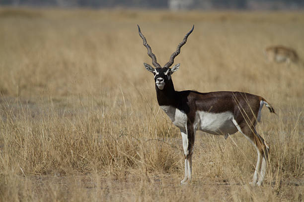 blackbuck - churu rajasthan stock pictures, royalty-free photos & images