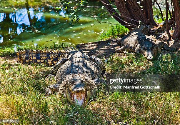 saltwater or estuarine crocodile - crocodile marin d'australie photos et images de collection