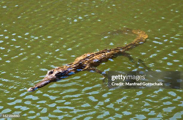 freshwater crocodile - freshwater stock pictures, royalty-free photos & images