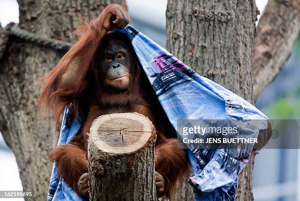 Orang utan Miri plays with a drapery on February 20, 2013 at the Darwineum zoo in Rostock, northeastern Germany. AFP PHOTO / JENS BUETTNER GERMANY OUT