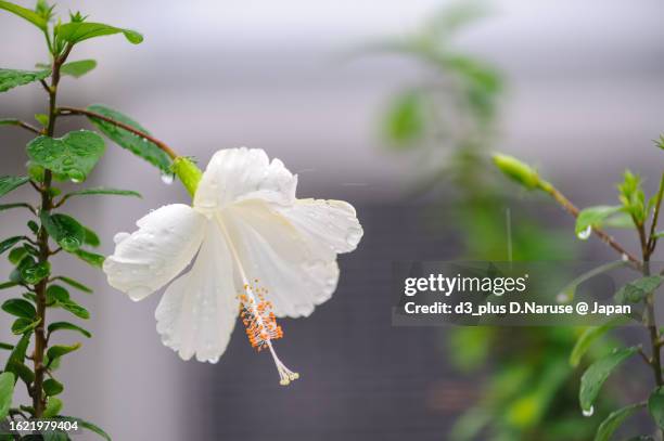 beautiful hibisucus flower in the rain, tomari port, naha city, okinawa, - 那覇市 個照片及圖片檔