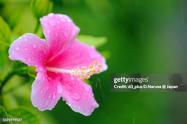 beautiful hibisucus flower in the rain, tomari port, naha city, okinawa, - 那覇市 個照片及圖片檔