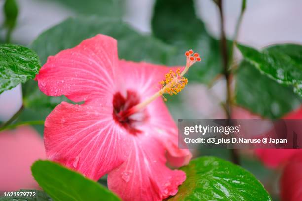 beautiful hibisucus flower in the rain, tomari port, naha city, okinawa, - 那覇市 stockfoto's en -beelden