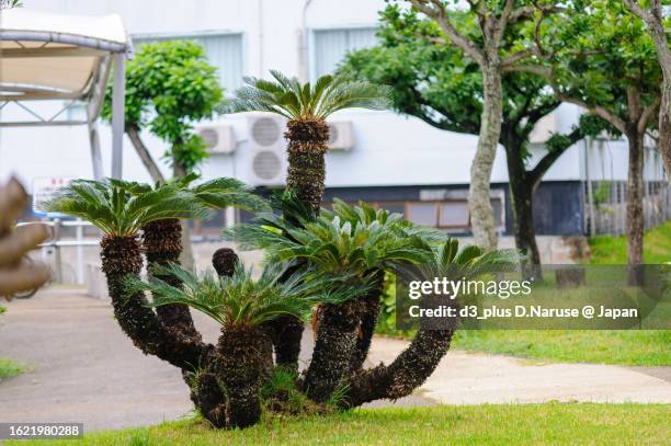 beautiful cycad tree in the rain, tomari port, naha city, okinawa, - cycad stock pictures, royalty-free photos & images